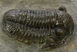 Detailed Gerastos Trilobite Fossil - Morocco #311062-2